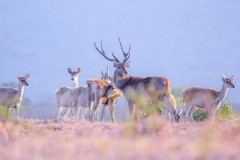 巴厘岛旅游经济特点是什么 巴厘岛旅游经济特点是什么呢