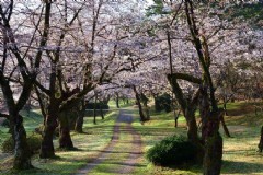 京都第一瀑布旅游攻略(京都第一瀑布门票)