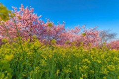 北海道七月自驾游旅游景点 北海道七月自驾游旅游景点推荐