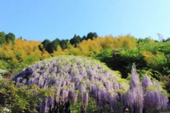 大连到福冈旅游签证，大连到福冈旅游签证怎么办