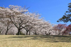 冬季去冲绳旅游带什么吃的 冬季去冲绳旅游带什么吃的好