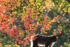 冬季的北海道旅游攻略？札幌冬天为啥不冷？